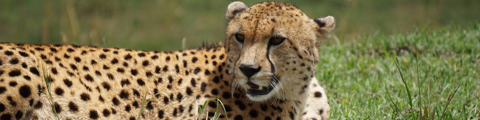 Africa Vegan Travel Guides Africa Vegan Travel Guides