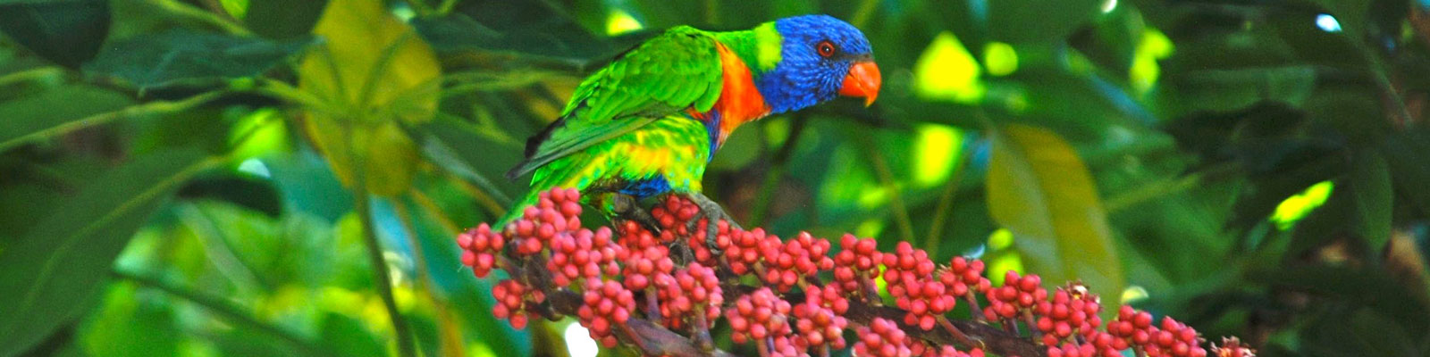 Vegan Around the World - Discover Vegan Travel