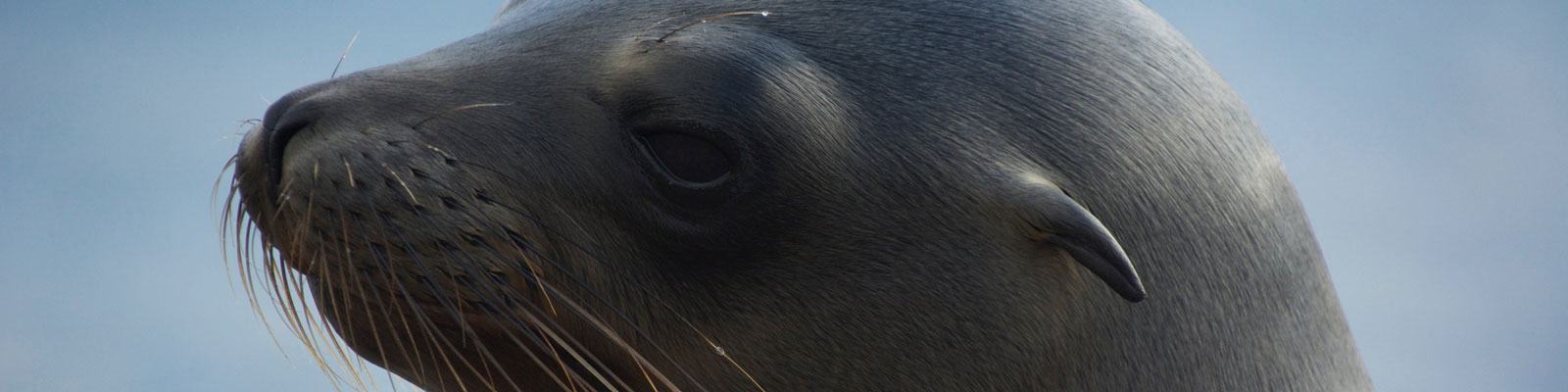Galapagos Seal - Vegan Travel