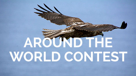 Vegan Around the World Contest