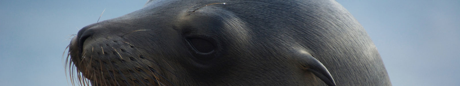 Vegan Travel is Compassionate Travel