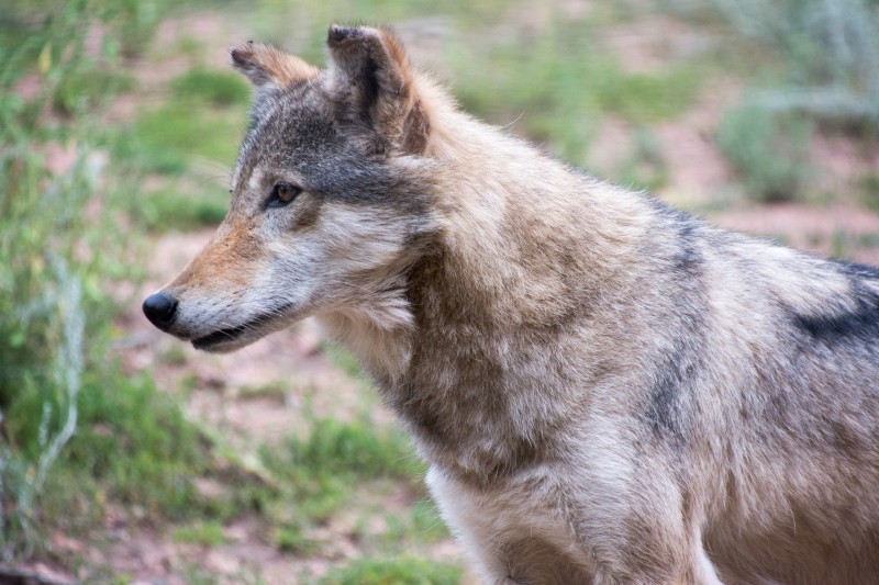 Colorado Wolf and Wildlife Center Reviews on Vegan Travel