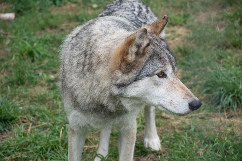 Colorado Wolf and Wildlife Center Reviews on Vegan Travel