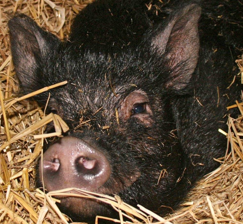 Hillside Animal Sanctuary Vegan Traveler Reviews Vegan