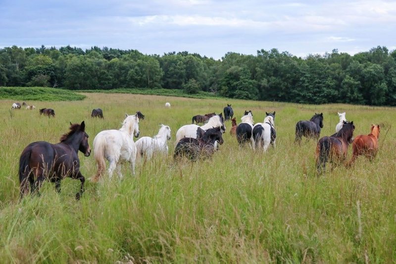 Hillside Animal Sanctuary Vegan Traveler Reviews Vegan