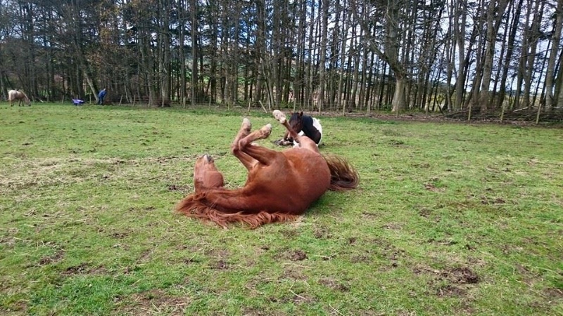 Animal behaviour jobs scotland