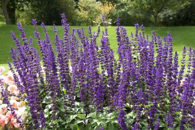 Glasgow University Flowers