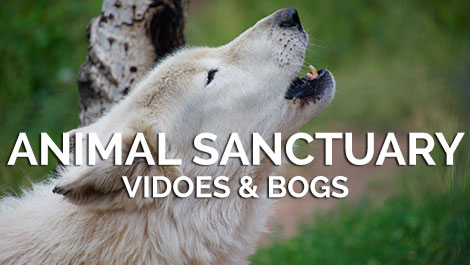 Animal Sanctuary Videos and Blogs