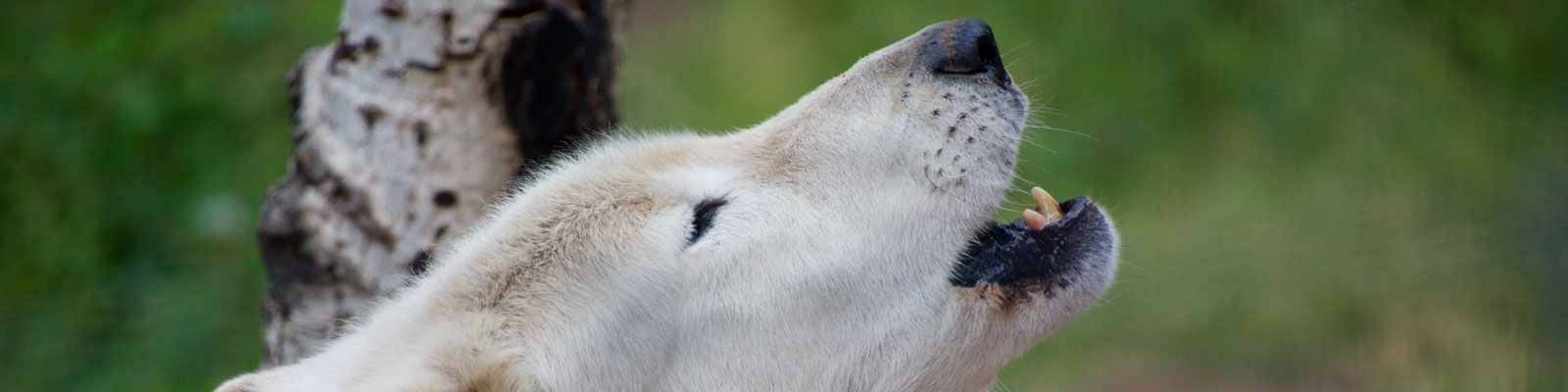 Animal Sanctuary Videos and Blogs Animal Sanctuary Videos and Blogs