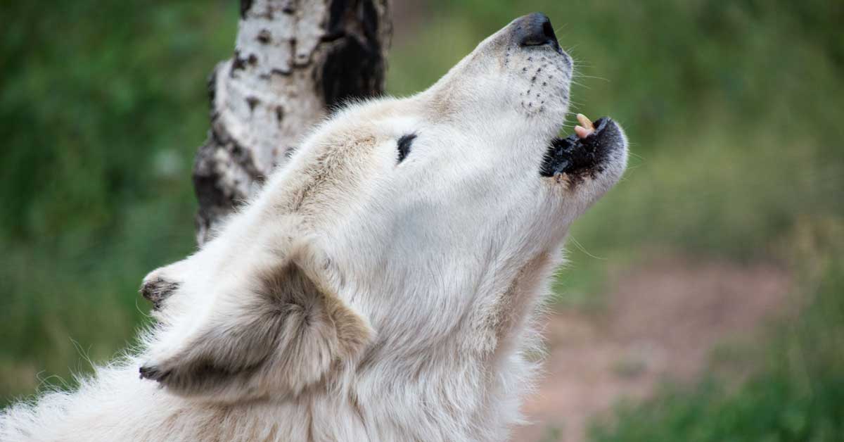 Favorite Animal Sanctuaries reviews on