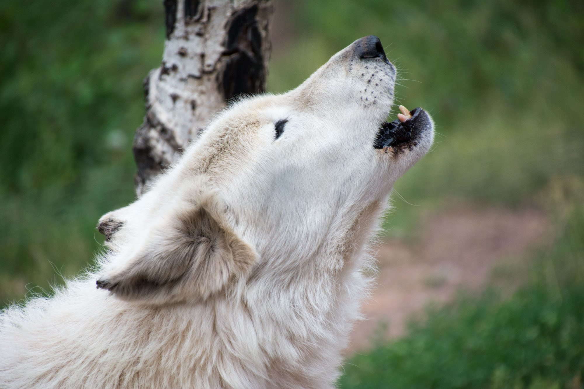 Colorado Wolf Sanctuary