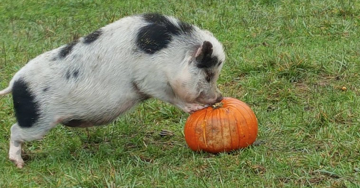 Pigs Peace Sanctuary