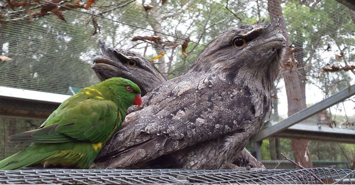 Wirrimbirra Sanctuary