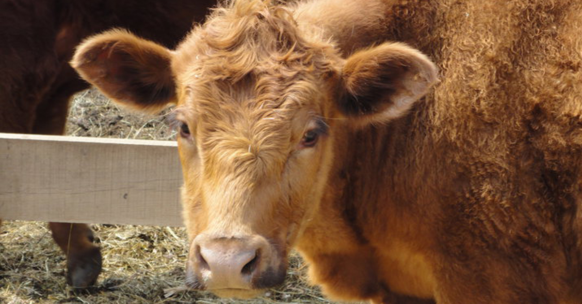 SASHA Farm Animal Sanctuary