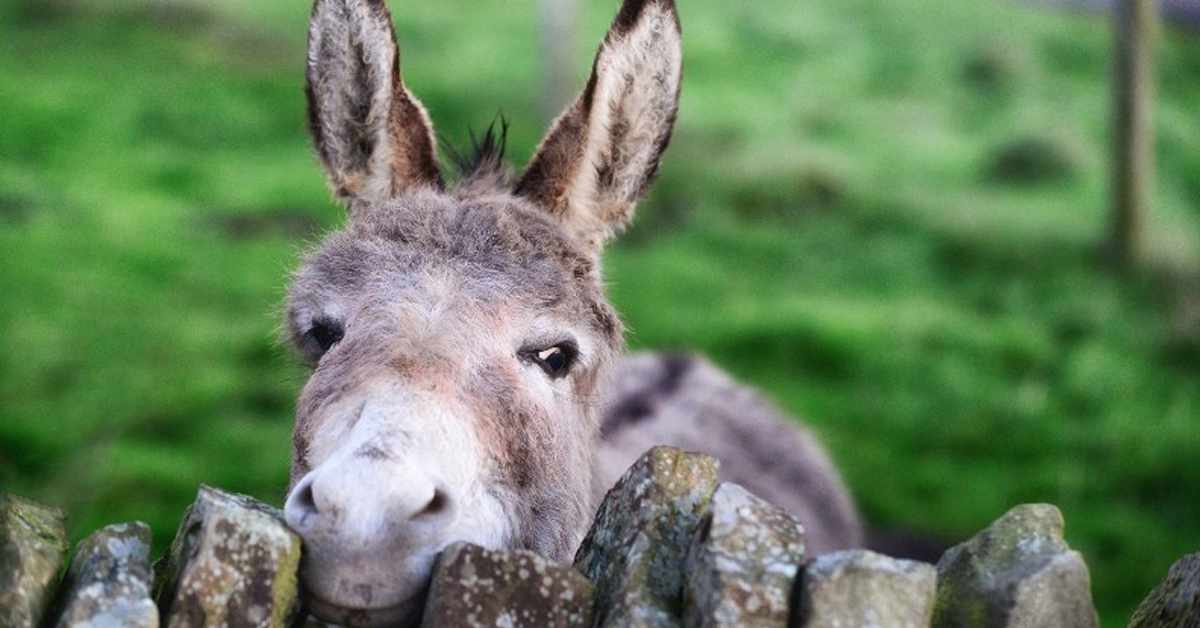 The Donkey Sanctuary of Canada