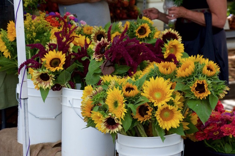 Image result for boulder farmers market logo
