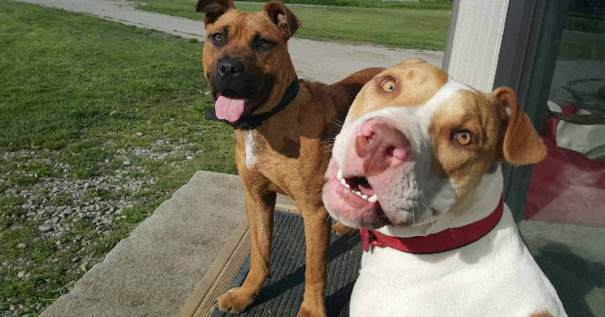 Helping You Help Animals