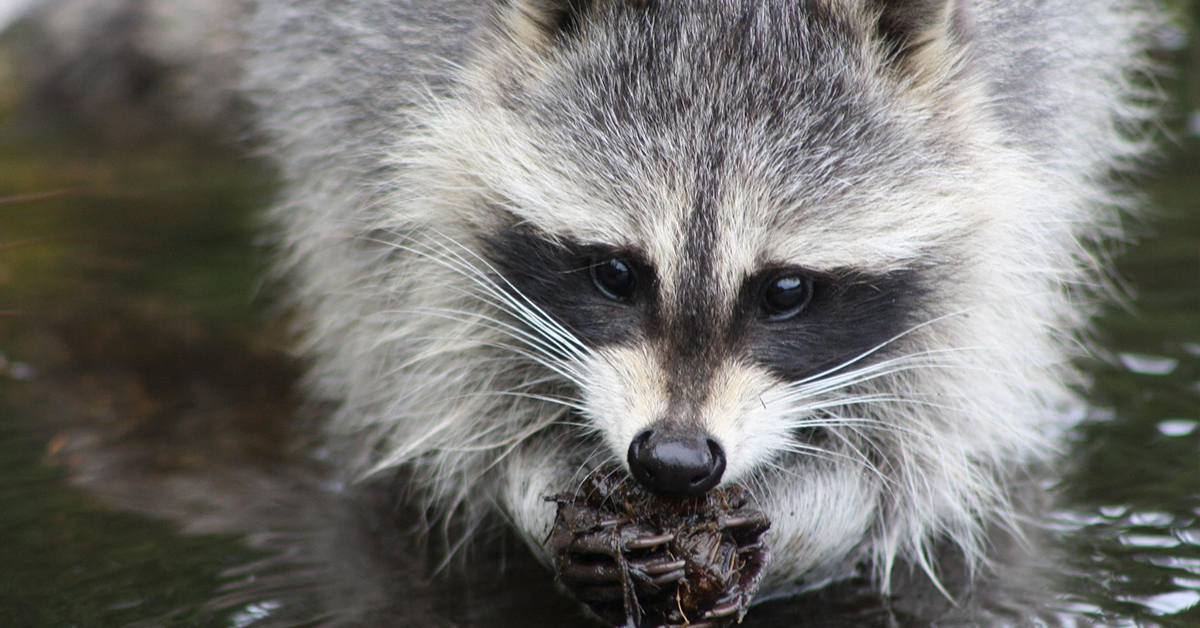 Aspen Valley Wildlife Sanctuary