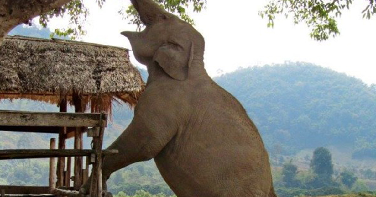 Elephant Nature Park