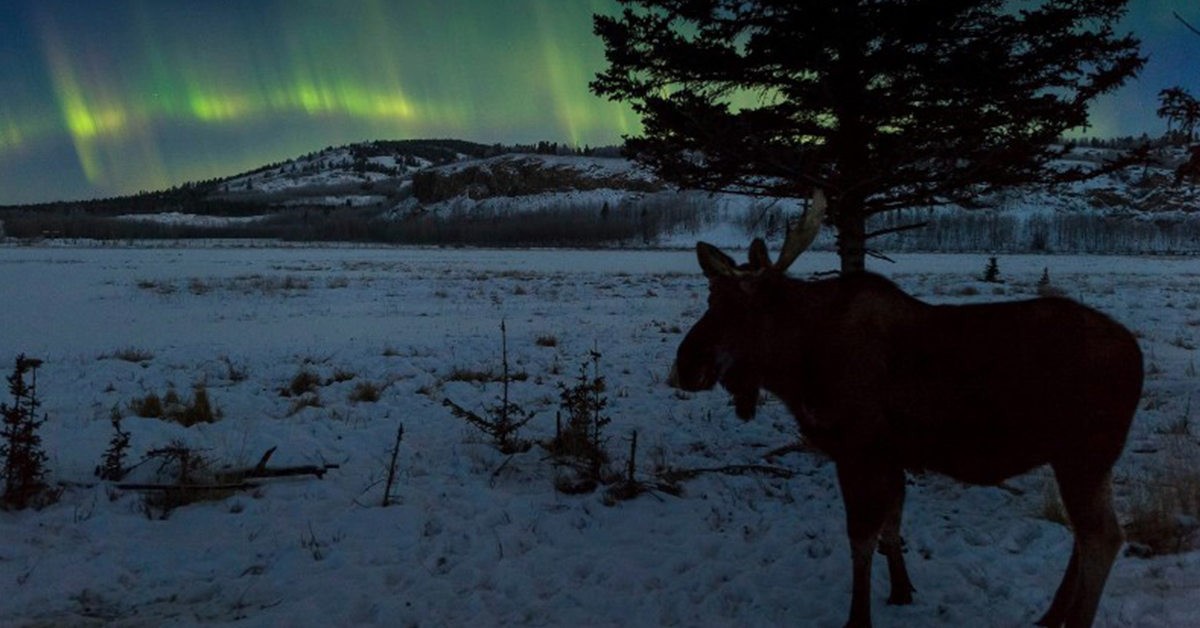 Yukon Wildlife Preserve