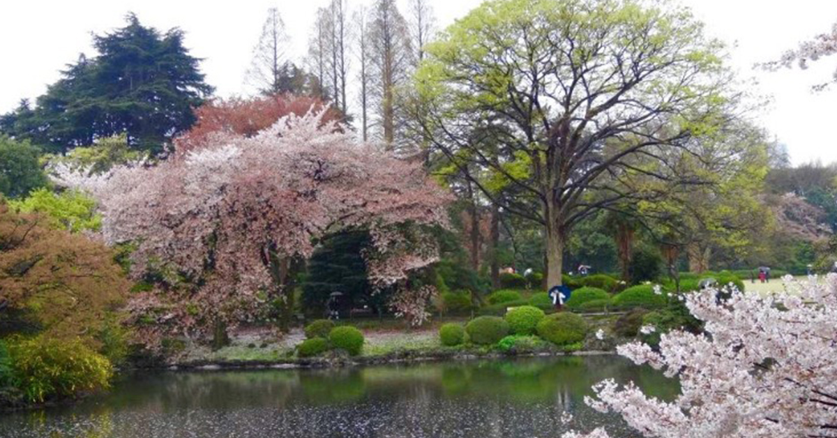 Shinjuku Gyoen National Garden