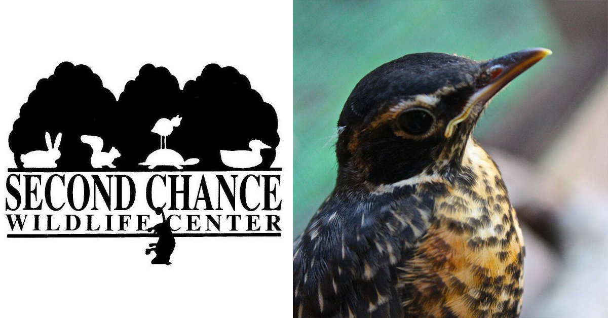 Second Chance Wildlife Center