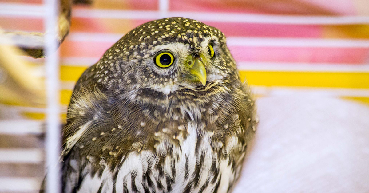 Gibsons Wildlife Rehabilitation Centre