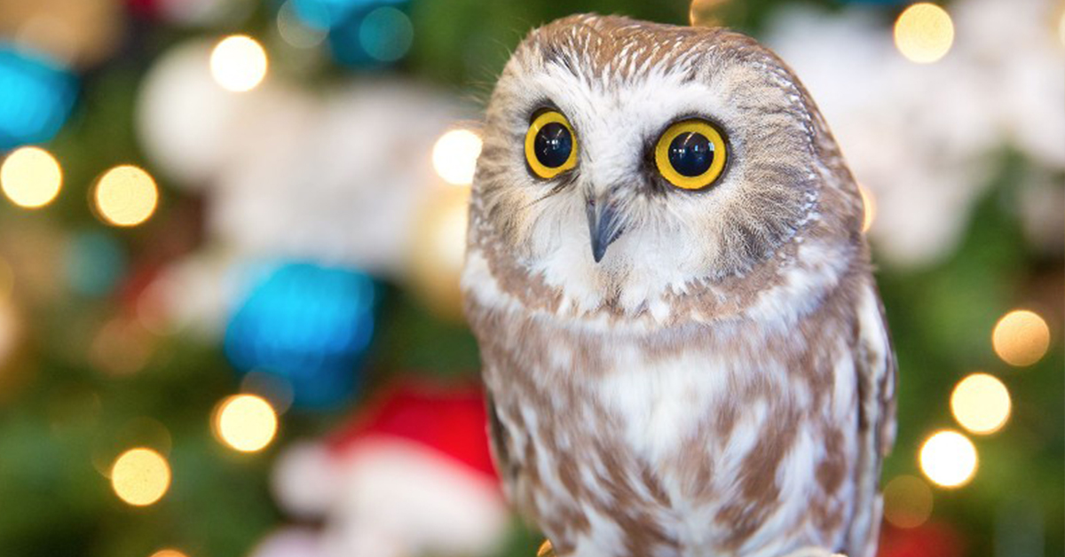 O.W.L. Orphaned Wildlife Rehabilitation Society