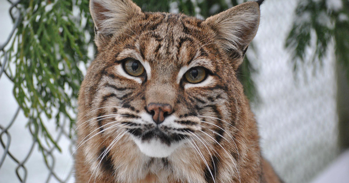 Critter Care Wildlife Society