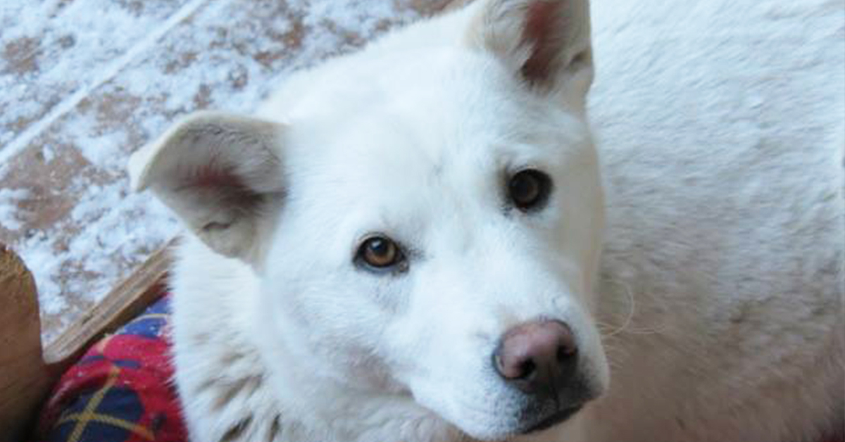 Rocky Mountain Animal Rescue