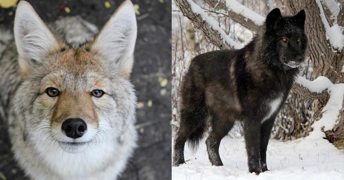 Yamnuska Wolfdog Sanctuary