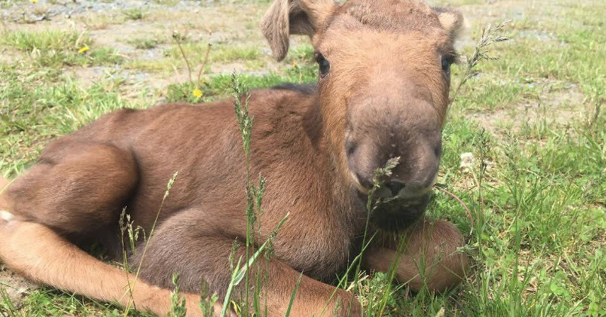 Wild at Heart Wildlife Refuge Centre