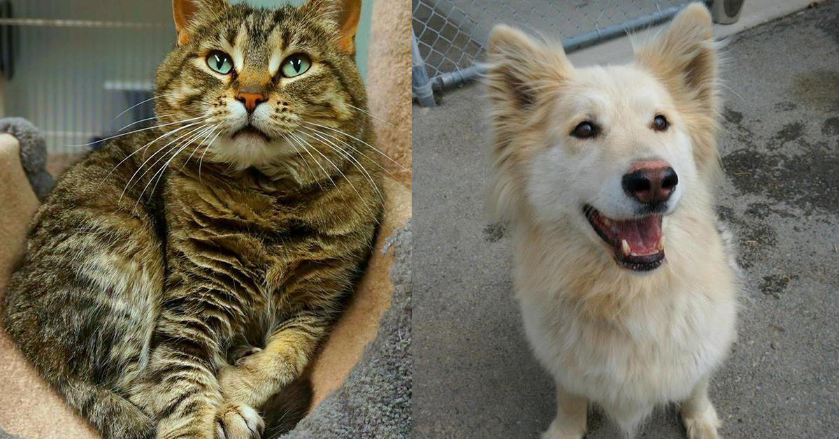 Humane Society Yukon