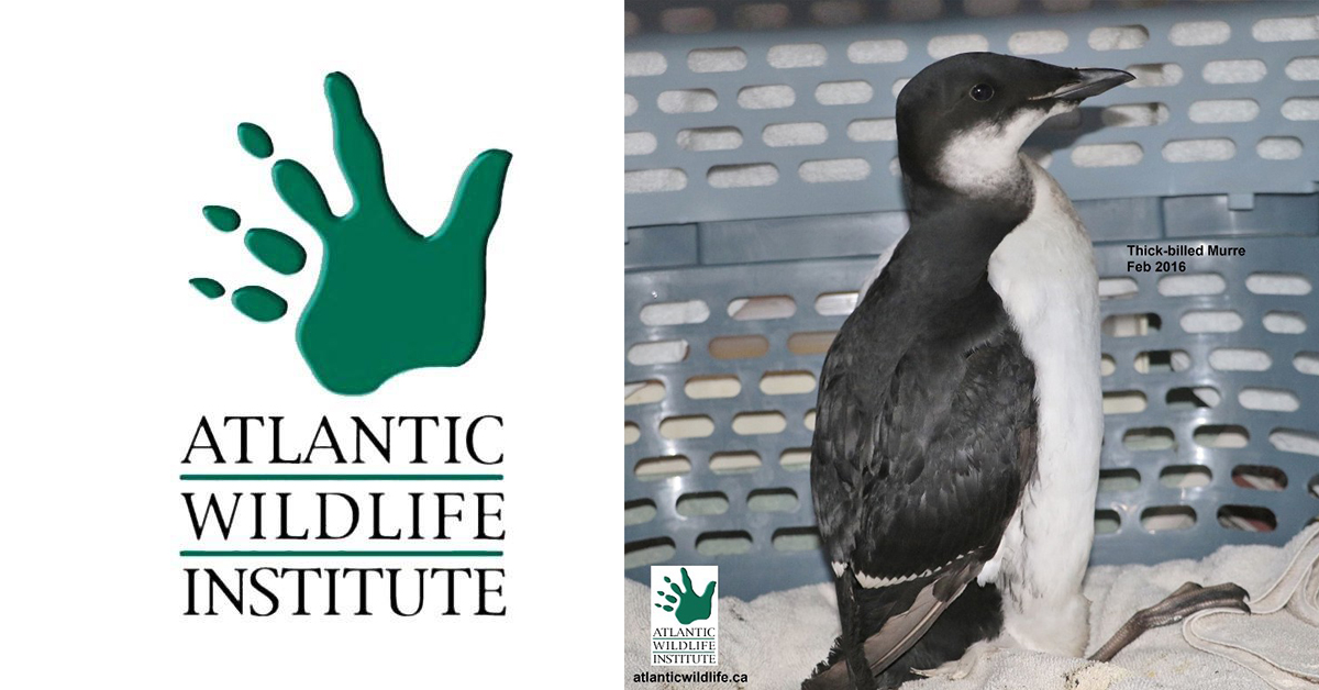 Atlantic Wildlife Institute
