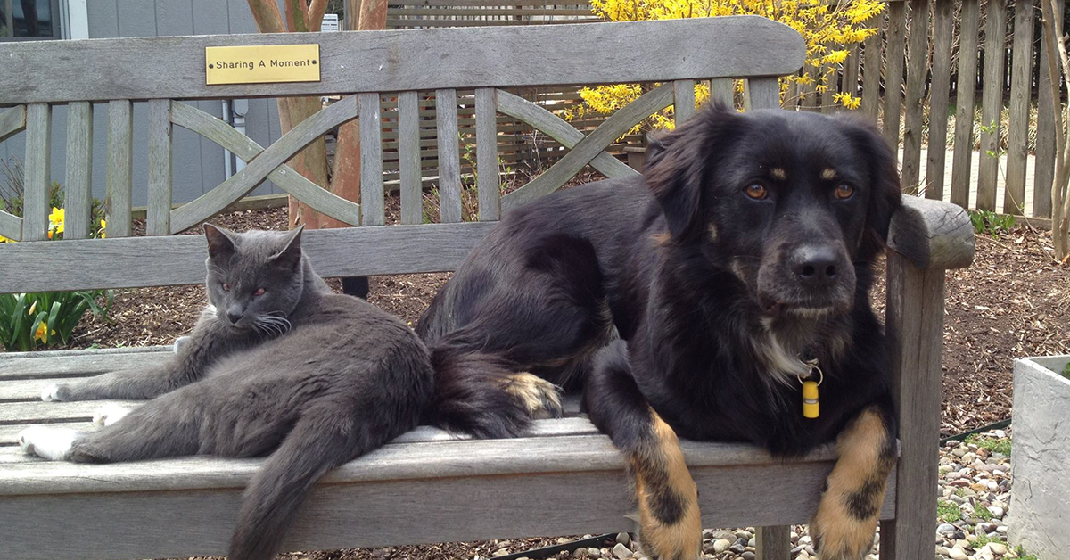 Rude Ranch Animal Rescue