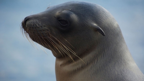 Galápagos Islands