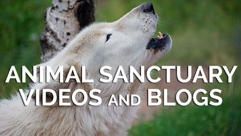 Animal Sanctuary Videos and Blogs