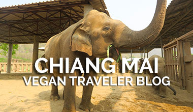 Chiang Mai Elephant Sanctuary