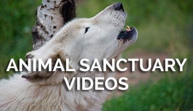 Animal Sanctuary Videos