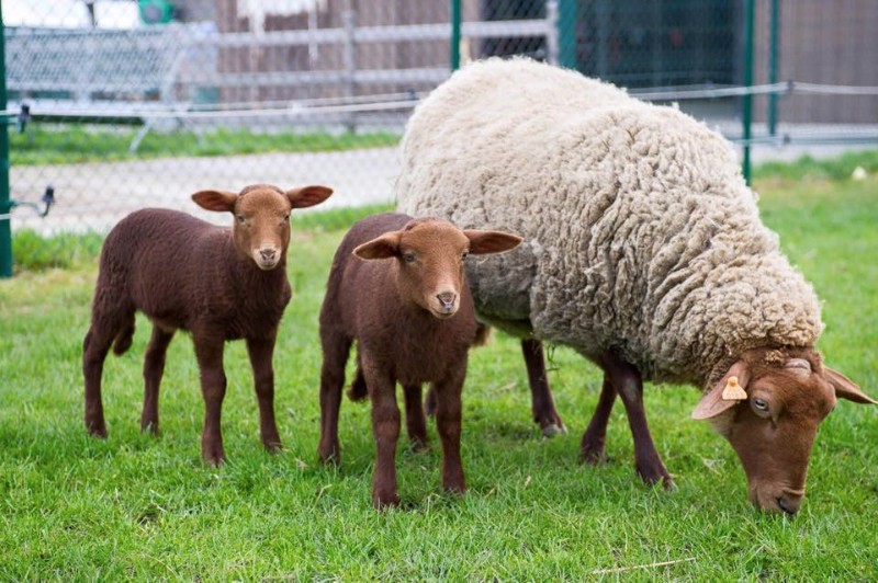 Belgium Animal Sanctuaries & Shelters - Vegan Travel Belgium Animal Sanctuaries & Shelters - Vegan Travel