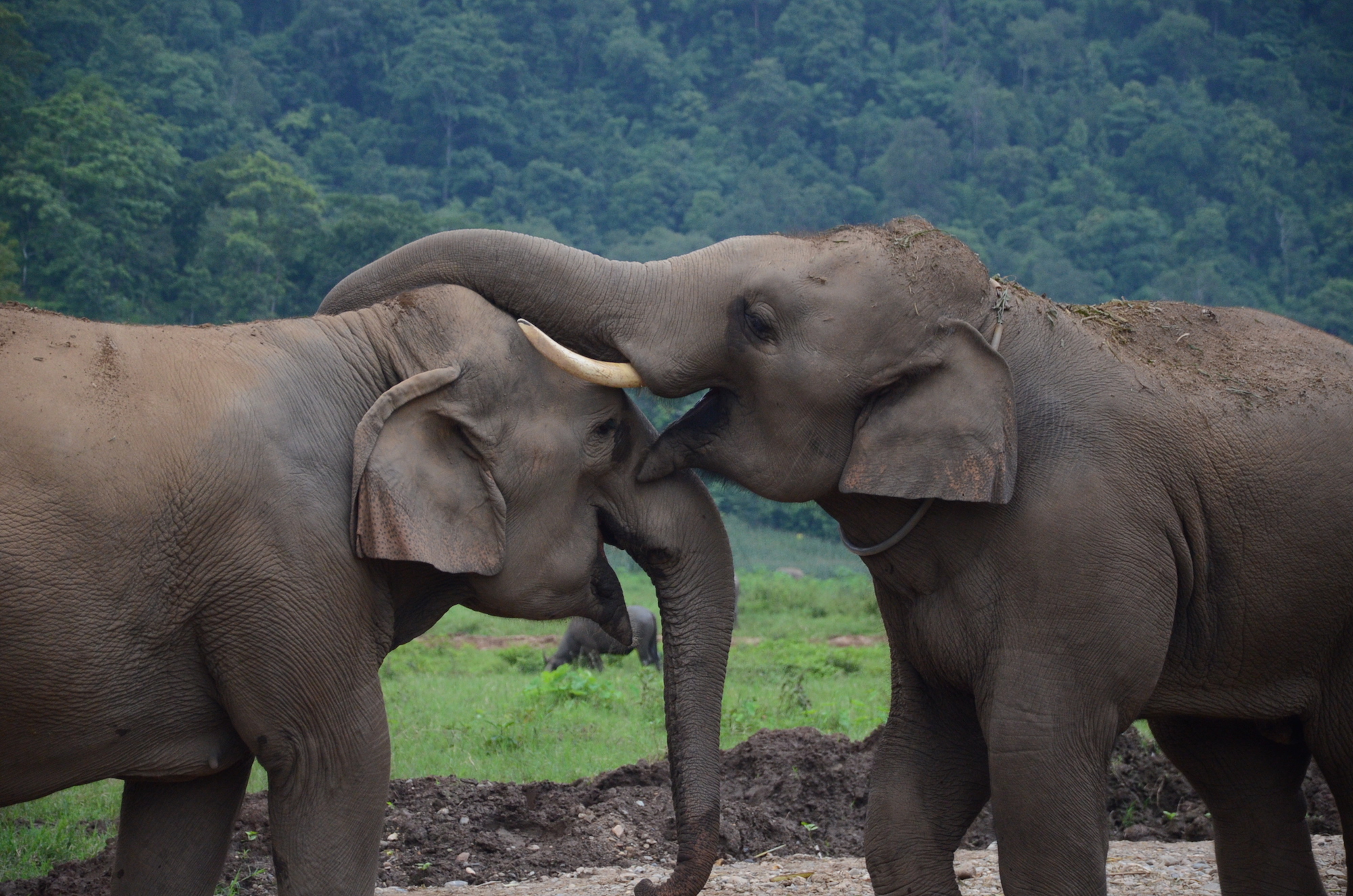 Elephant Nature park, Chiang Mai, Thailand