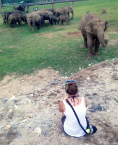 Vegan Traveler Blog - Elephant Nature Park