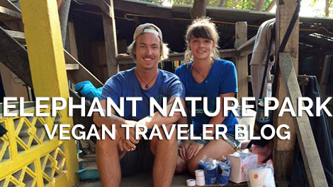 Vegan Traveler Blog - Elephant Nature Park