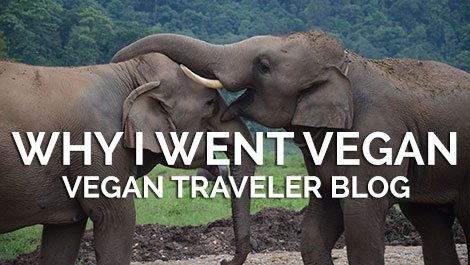 Vegan Traveler Blog - Why I went vegan