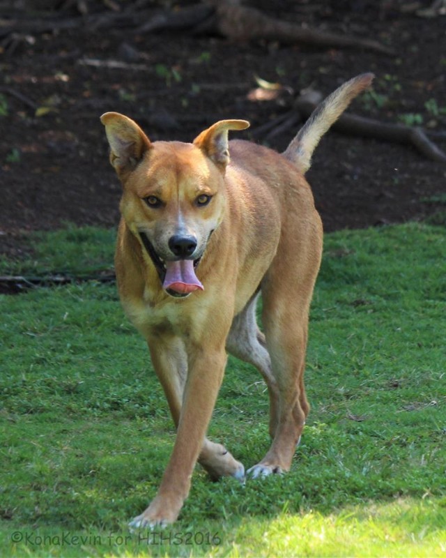 Hawai‘i Island Humane Society