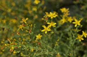 St john's wort