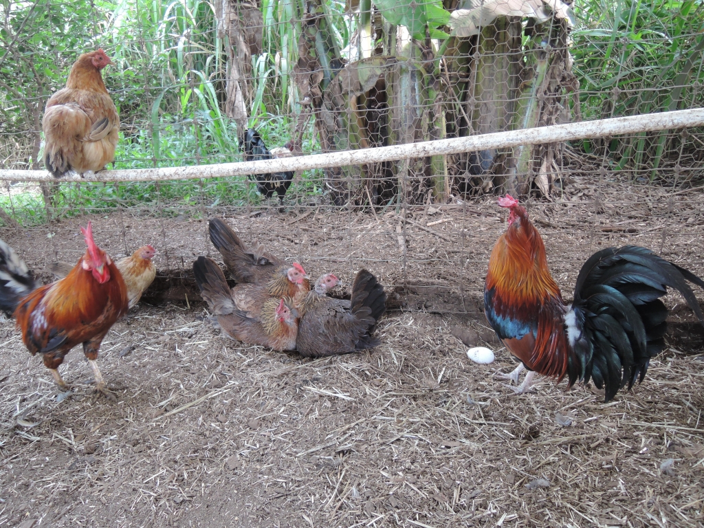 2016:06:02 Haiku Maui Hawaii Leilani Farm Animal Sanctuary VeganTravel Chickens