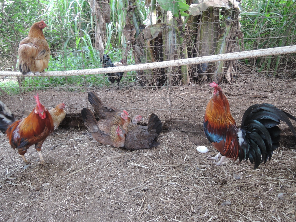 Chickens  Farm Animals - Farm Sanctuary