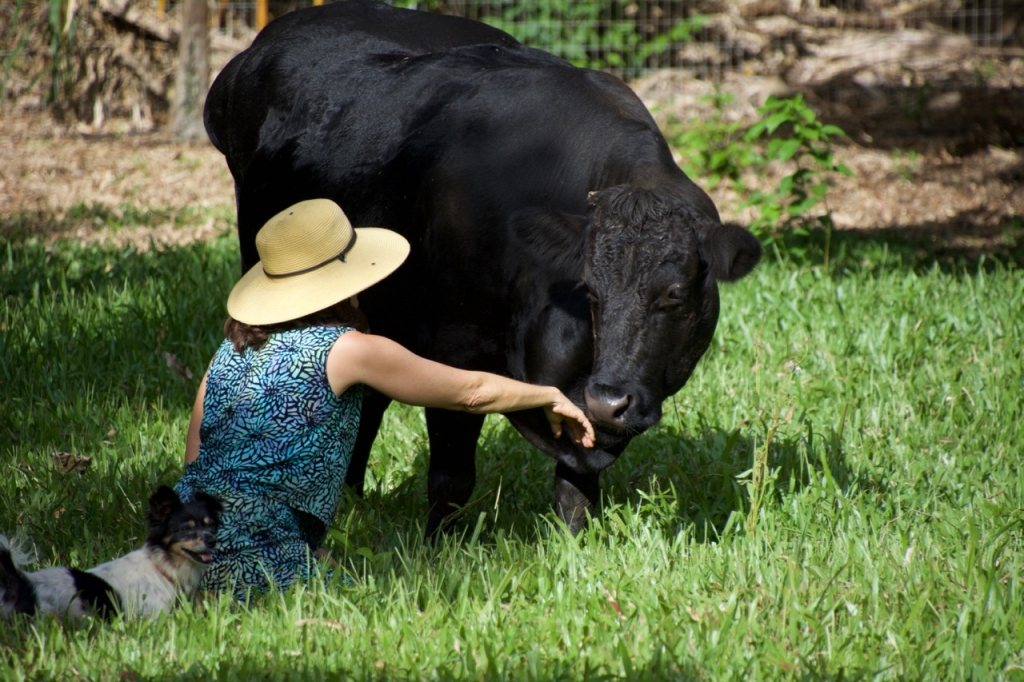 2016:06:02 Haiku Maui Hawaii Leilani Farm Animal Sanctuary VeganTravel Cow Laurelee Dog