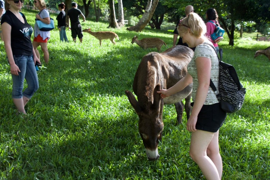 2016:06:02 Haiku Maui Hawaii Leilani Farm Animal Sanctuary VeganTravel Donkey and Deer